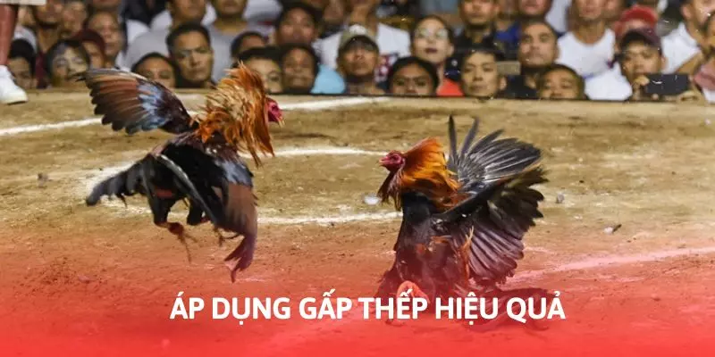 Áp dụng gấp thếp giúp cá cược hiệu quả nhất